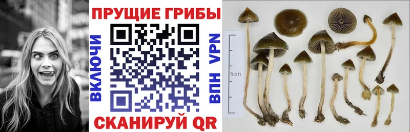 Псилоцибиновые грибы Psilocybine cubensis Анива